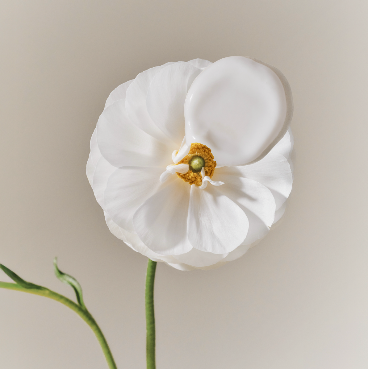 fleur-soins-anti-age-naturel