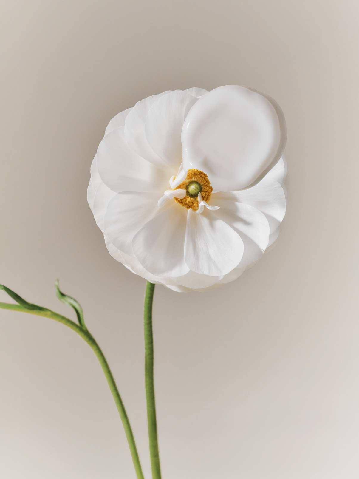 flower-naturel-texture
